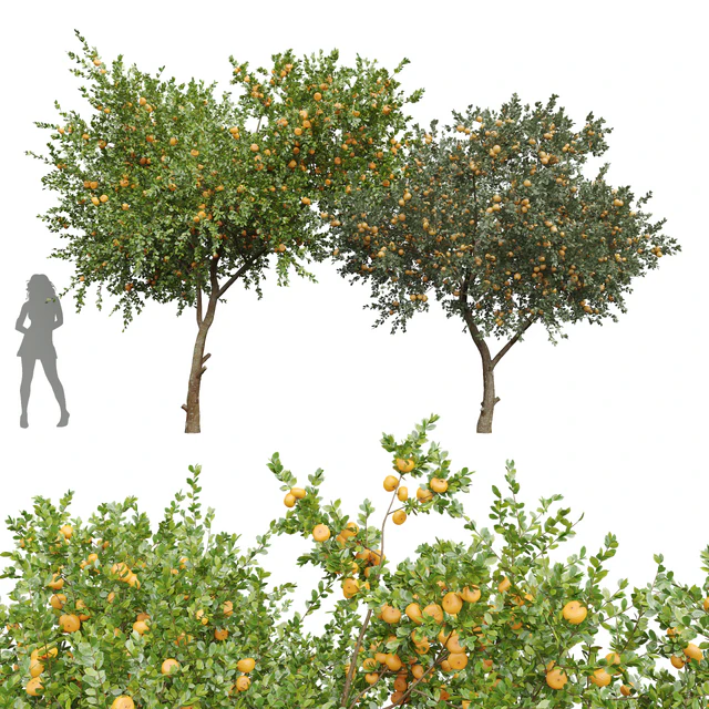 New Plant Orange fruit Tangerine tree001 — Descargar