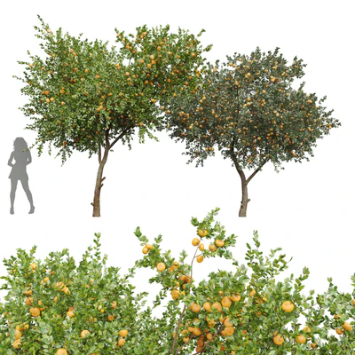 New Plant Orange fruit Tangerine tree001 — Ver 1