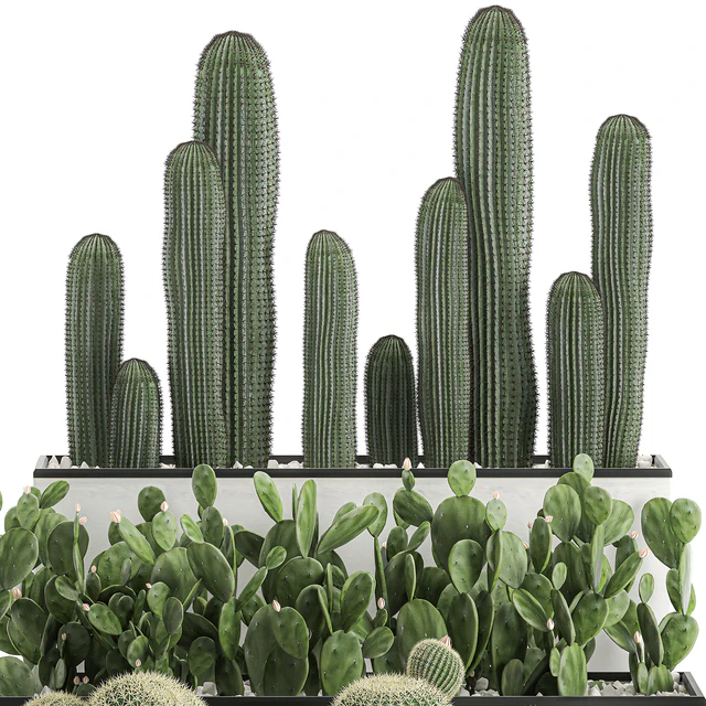 Collection of cacti in white pots Prickly pear, Barrel cactus, Echinocactus, desert plants, Garden, Prickly pear. Set 578. — Descargar