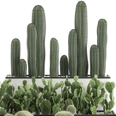 Collection of cacti in white pots Prickly pear, Barrel cactus, Echinocactus, desert plants, Garden, Prickly pear. Set 578. — Ver 5