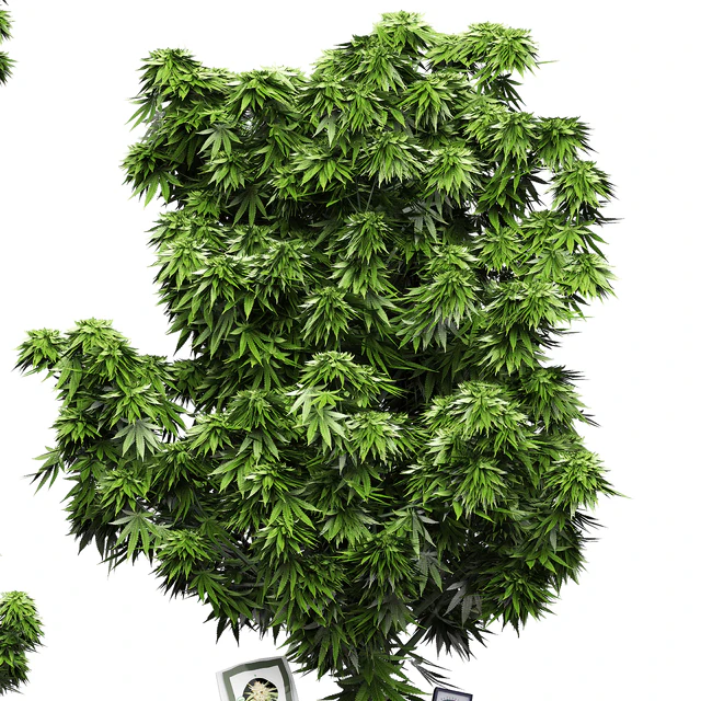 Flower Pack 143 — Скачать