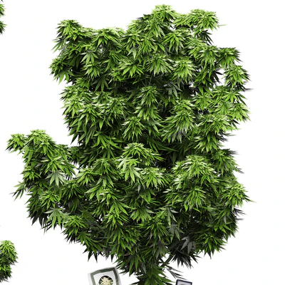 Flower Pack 143 — Вид 4