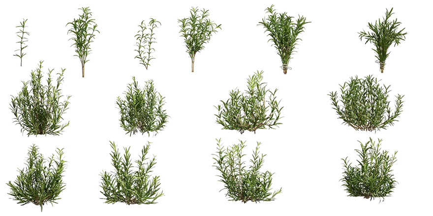rosemary 001 — Скачать