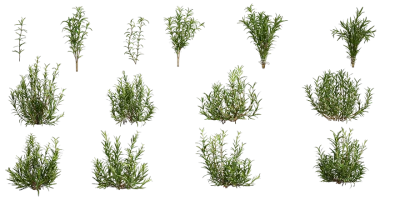 rosemary 001 — Скачать