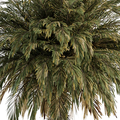 Big palm Date - Tree Set 91 — Ver 6