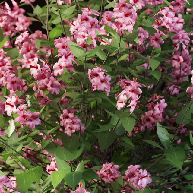 Set flowering shrubs 4 — Descargar