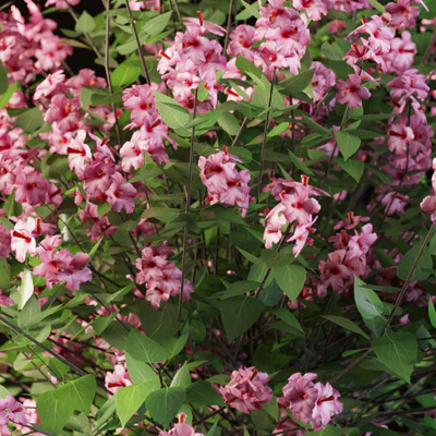 Set flowering shrubs 4 — Ver 3