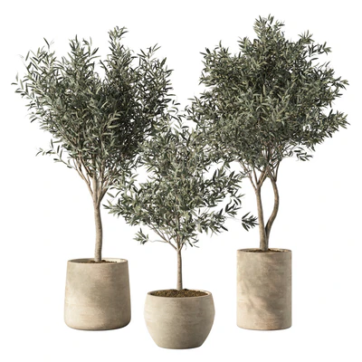 Olive Tree Indoor Plants Set.85 — Вид 1