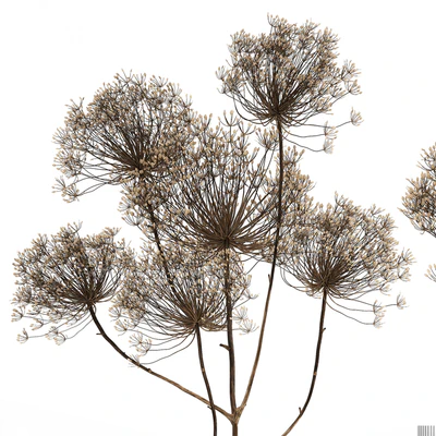 Bouquet of dried flowers in a glass vase with dry branches Hogweed . 158. — Ver 6