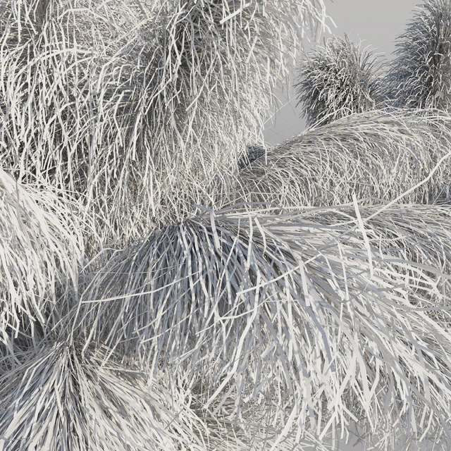 Muhlenbergia Capillaris - Pink Muhly Grass — Descargar