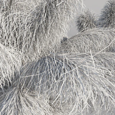 Muhlenbergia Capillaris - Pink Muhly Grass — Ver 6