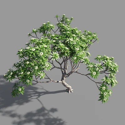 Plumeria 3 — Ver 5