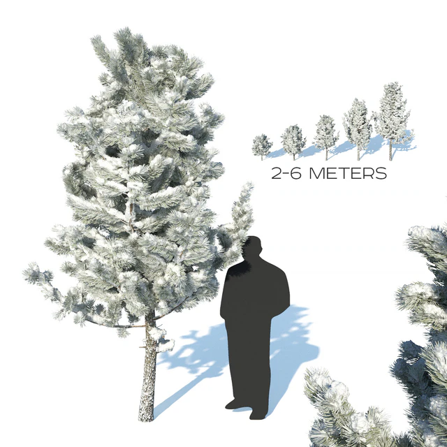 Pine trees in the snow — Descargar