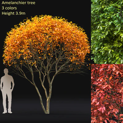 Amelanchier — Ver 1