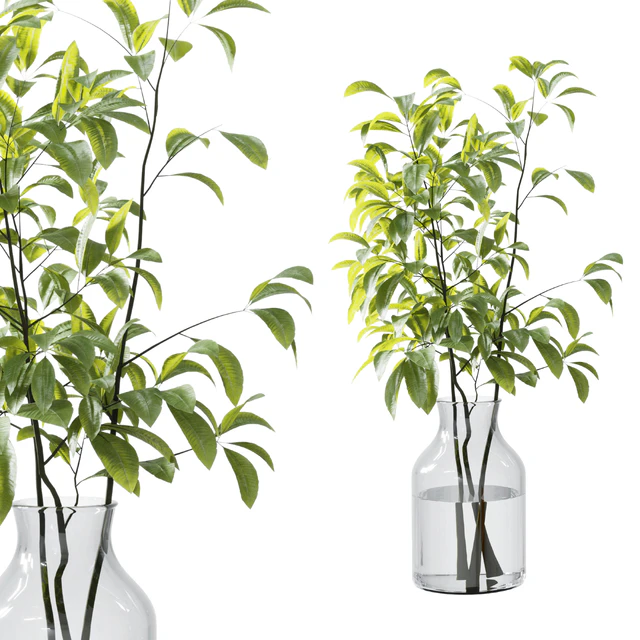 Collection Green Plants Bouquet Indoor 12 — Descargar