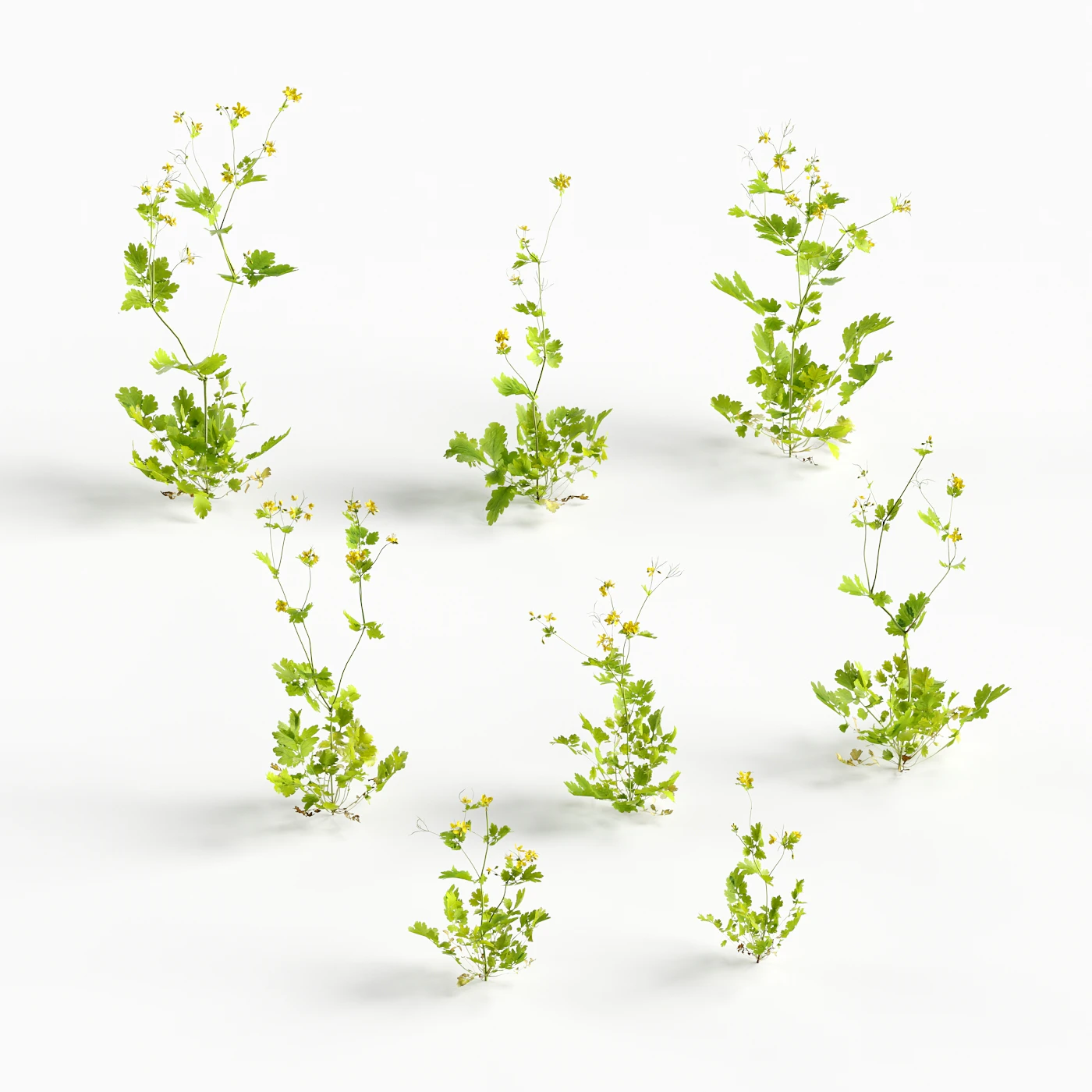 flowers and weeds 016 — Descargar