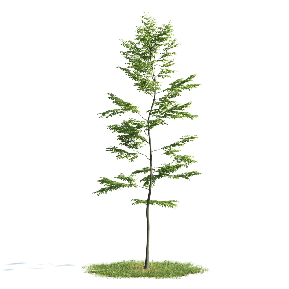 trees 038 — Descargar