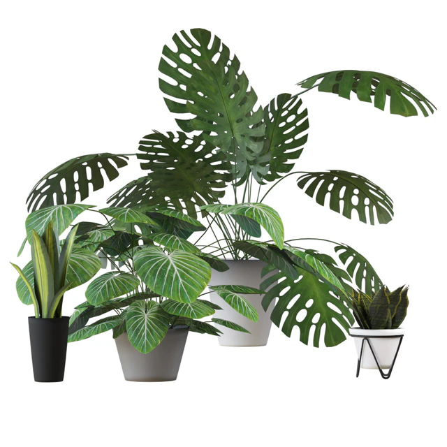 Houseplants set 2 — Descargar