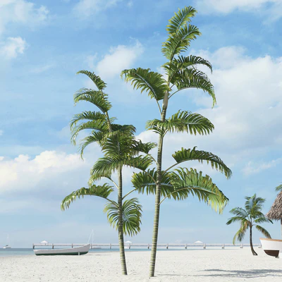 palm trees 031 — Descargar