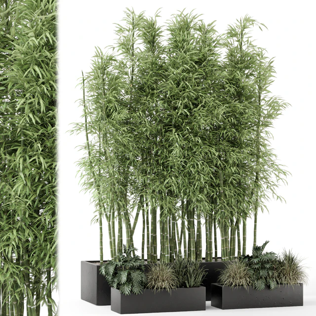 Indoor Plants Bamboo Set in rusty Concrete Pots - Set 1894 — Descargar