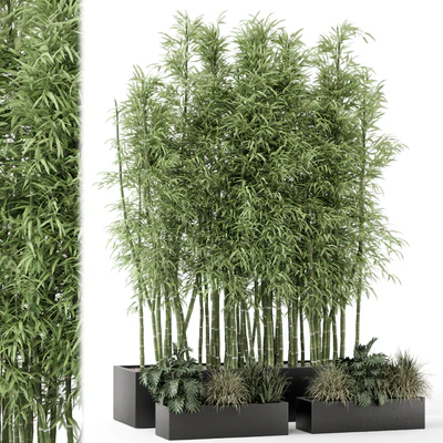 Indoor Plants Bamboo Set in rusty Concrete Pots - Set 1894 — Ver 1