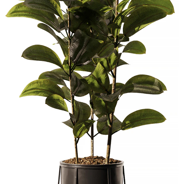 Indoor Plant SetV18 - Ficus Stand Pot — Descargar