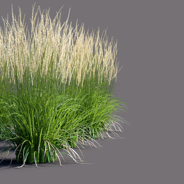 Вейник остроцветковый | Calamagrostis acutiflora Karl Foerster — Скачать