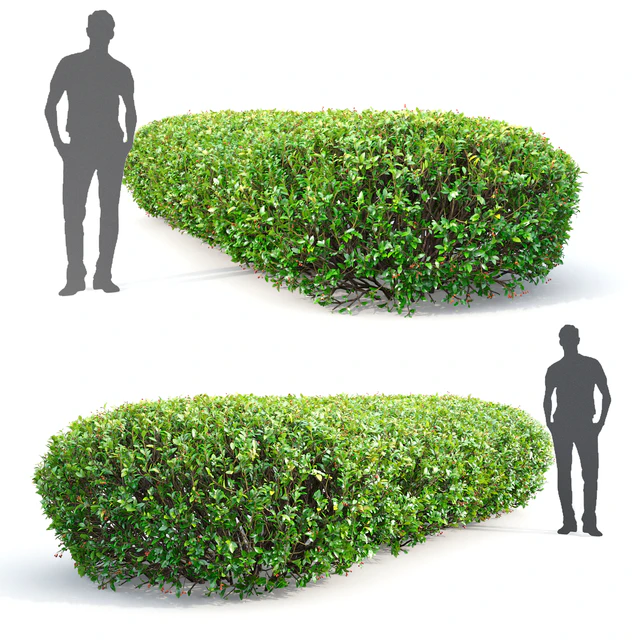 Cotoneaster lucidus hedge # 1 — Descargar