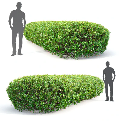 Cotoneaster lucidus hedge # 1 — Ver 3