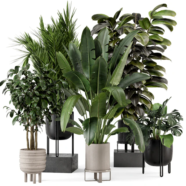 Indoor Plants in Ferm Living Bau Pot Large - Set 879 — Descargar