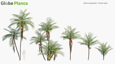 bactris gasipaes — download