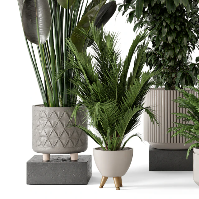 Indoor Plants in rusty Concrete Pot - Set 542 — Descargar