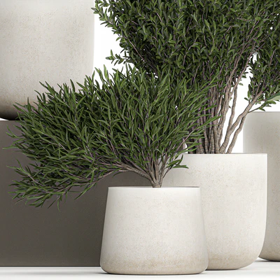 Collection of plants in outdoor pots from white pampas grass, tree, banana, Calathea lutea. 1095. — Ver 7