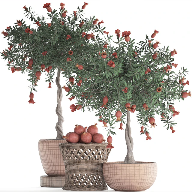 Plant Collection 264. Pomegranate tree with fruits, blooming, rattan table, flowerpot, outdoor, clay, clinker, eco design, natural materials — Descargar
