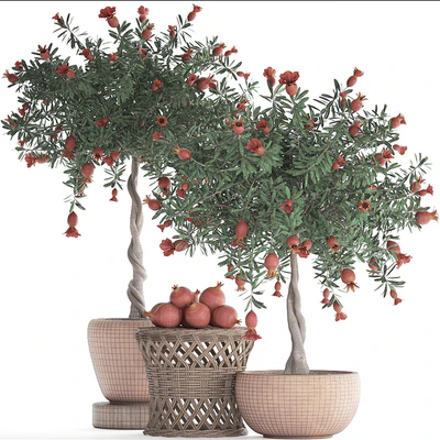 Plant Collection 264. Pomegranate tree with fruits, blooming, rattan table, flowerpot, outdoor, clay, clinker, eco design, natural materials — Ver 3