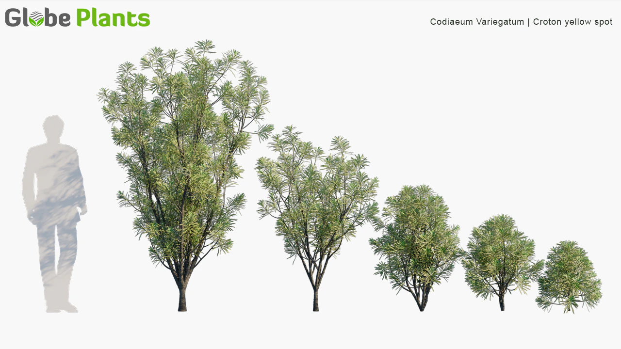 codiaeum variegatum — Скачать