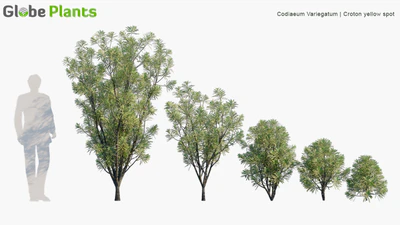 codiaeum variegatum — descargar