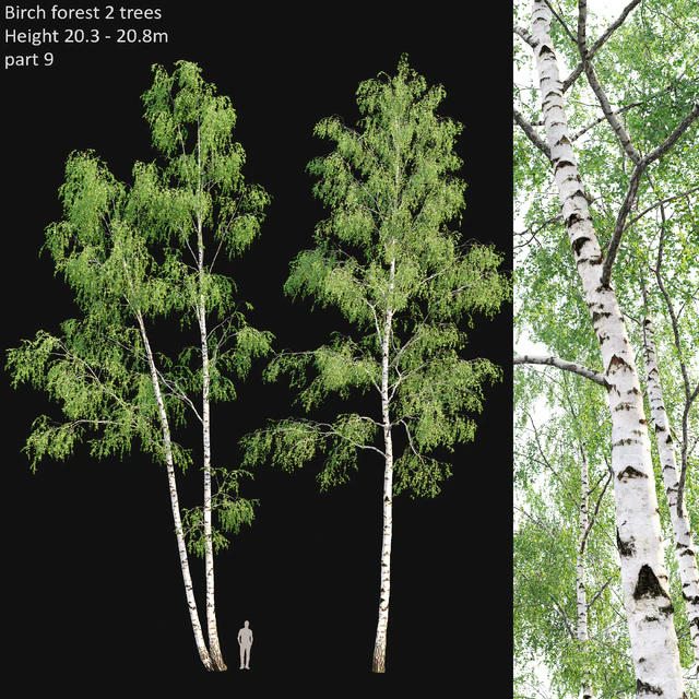 Birch forest part 9 — Descargar