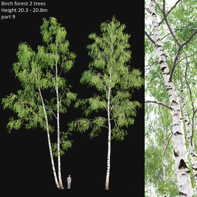 Birch forest part 9 — Ver 1