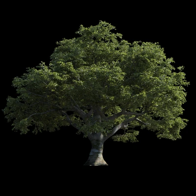 Beech great Razlog — Ver 1