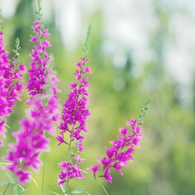 Lythrum salicaria flowers | Lythrum salicaria 2 — Descargar