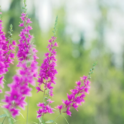 Lythrum salicaria flowers | Lythrum salicaria 2 — Ver 6
