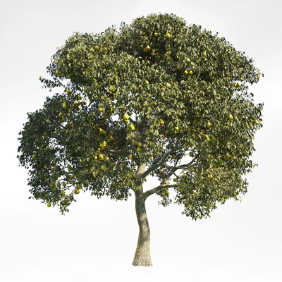 Pear Tree 8 — Вид 1
