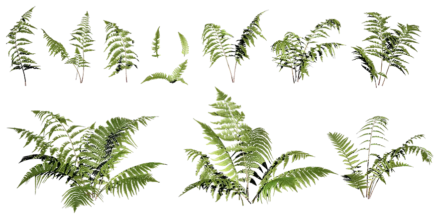 beech fern 001 — Descargar