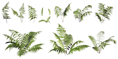 beech fern 001 — download