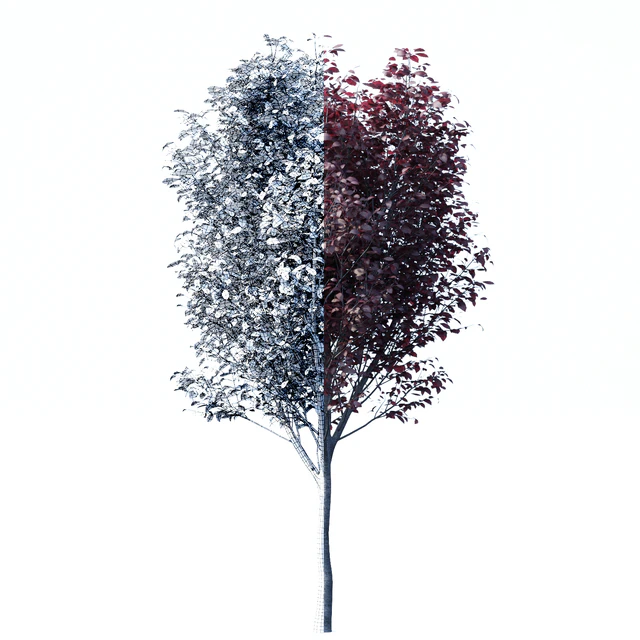 Spread spread 2 trees | Prunus pissardii — Descargar