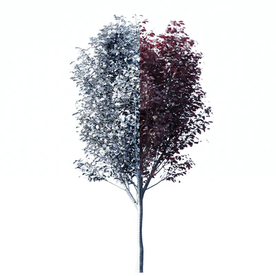 Spread spread 2 trees | Prunus pissardii — Ver 3