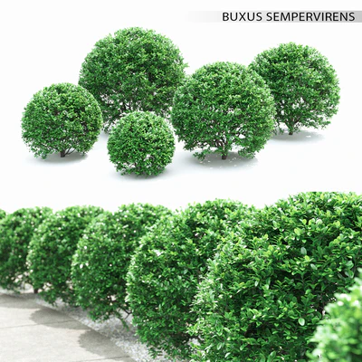 Buxus — Ver 1