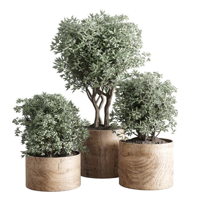 collection Indoor plant 42-wood vase — Вид 1