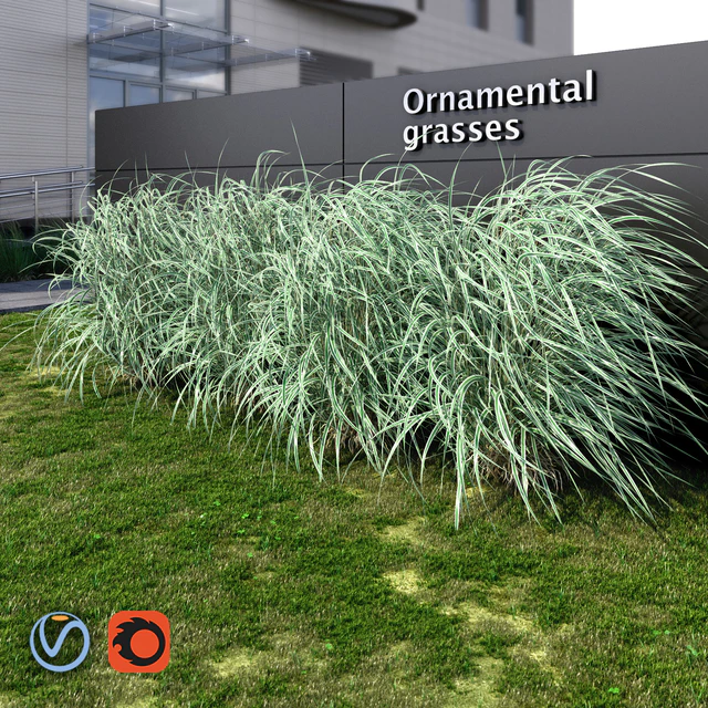 Ornamental grass striped — Descargar